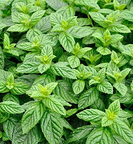 Grüne Minze Spearmint - Mentha spicata - lebende Gartenpflanze aus den Baumschulen