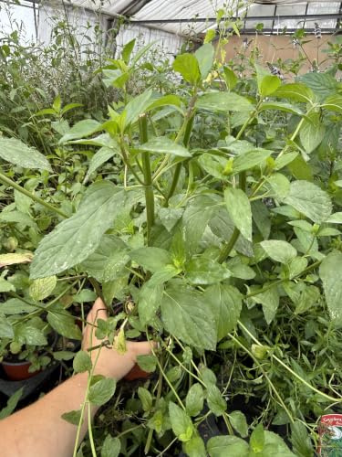 Grünes Glück Schoko-Minze Pflanzen 2er-Set – Mentha x piperita var. piperita 'Chocolate' Kräuter-Topfpflanzen ungespritzt vom Gärtner – Essbare Duftminze winterhart, 11 cm Topf