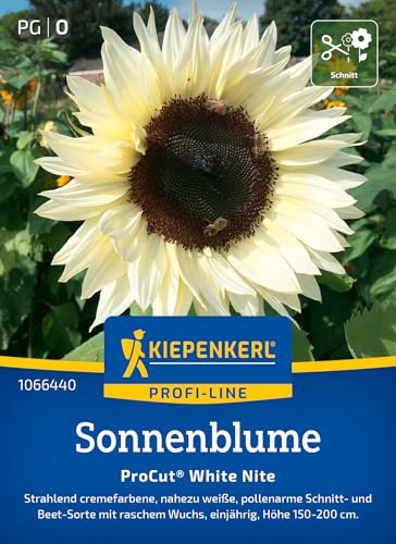 Kiepenkerl Sonnenblumensamen ProCut® White Nite 1066440, Blumensaat | Nahezu weiße, Blumenwiese, Wuchshöhe 150-200 cm, für Beet & Schnittblumen