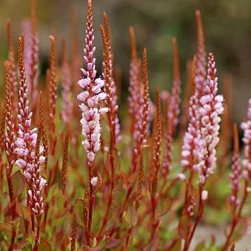 6 x Knöterich 'Vacciniifolia' - Persicaria Vacciniifolia Topf 9x9cm: Robuste Bodendecker mit blühenden Ähren, ideal für feuchte Böden.