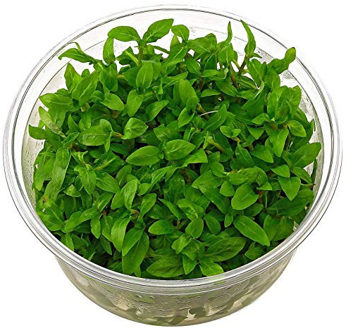 Staurogyne repens - in vitro - Live aquarium plant
