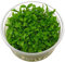 Staurogyne repens - in vitro - Live aquarium plant