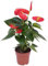 150 pcs anthurium clarinervium samen - garten geschenke für männer,Anthurium andraeanum,Flamingoblume schmetterlingswiese winterfeste pflanzen für balkon bienenfreundliche blumensamen