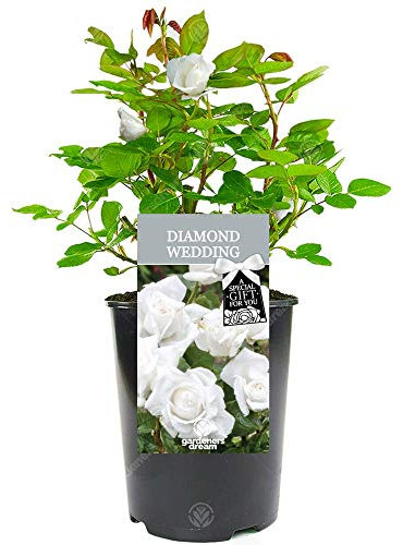 Diamond Wedding Rose - 60th Wedding Anniversary - Help Celebrate a Special Couple's Diamond Anniversary with a Unique Living Plant Gift