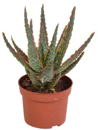 Sukkulente | Aloe | Aloë zebrina Dannyz | 1 Stück | Ø 10,5 cm | ↕ 18-23 cm | Pflegeleichte Zimmerpflanze