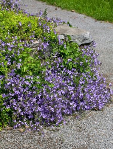 Teppich-Glockenblume 'Templiner Teppich' im Topf Campanula poscharskyana