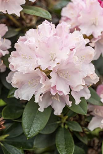 Rhododendron yakushimanum 'Schneekrone' 30-40 cm – Winterhart, Immergrün, Mehrjährig – Alpenrose – Zierstrauch für Garten & Kübel