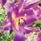 Lilienzwiebeln Baumlilie Riesenlilien Lilium Zwiebeln Onion Knollen Winterhart Frische mehrjährig duftenden Prachtblüten Hochgewachsene Lilie (Purple Lady)