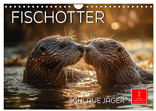 Fischotter - schlaue Jäger (Wandkalender 2026 DIN A4 quer), CALVENDO Monatskalender: Der Fischotter ist zwar ein Landraubtier, trotzdem möchte man das ... Tier einfach nur knuddeln. (CALVENDO Tiere)