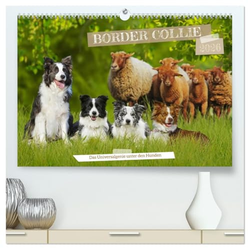 Border Collie - Das Universalgenie unter den Hunden (hochwertiger Premium Wandkalender 2026 DIN A2 quer), Kunstdruck in Hochglanz: Auf 13 faszinierend ... Allrounder der Hundewelt. (CALVENDO Tiere)