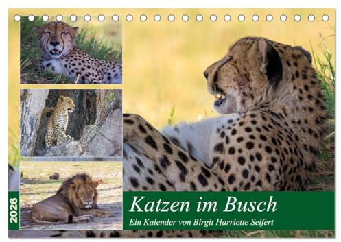 Katzen im Busch (Tischkalender 2026 DIN A5 quer), CALVENDO Monatskalender: Großkatzen im Okavango Delta (CALVENDO Tiere)