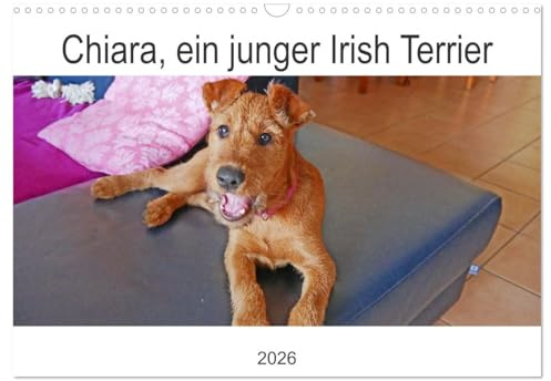 Chiara, ein junger Irish Terrier (Wandkalender 2026 DIN A3 quer), CALVENDO Monatskalender: Fotos haben die ersten Monate eines jungen Hundes festgehalten (CALVENDO Tiere)
