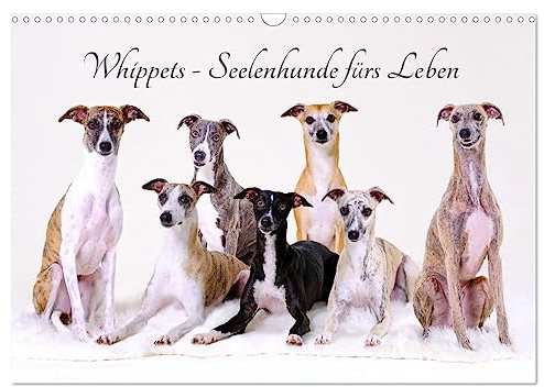 Whippets - Seelenhunde fürs Leben (Wandkalender 2026 DIN A3 quer), CALVENDO Monatskalender: Der Whippet ist die perfekte Mischung aus Kraft und Eleganz (CALVENDO Tiere)