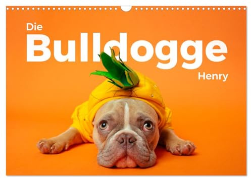 Die Bulldogge Henry (Wandkalender 2026 DIN A3 quer), CALVENDO Monatskalender: Hol Dir die niedlchen Bilder von Henry nach Hause. (CALVENDO Tiere)