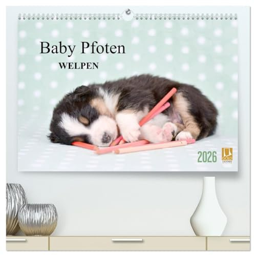 Baby Pfoten (hochwertiger Premium Wandkalender 2026 DIN A2 quer), Kunstdruck in Hochglanz: Welpen in ihren ersten Lebenswochen liebevoll in Szene gesetzt (CALVENDO Tiere)