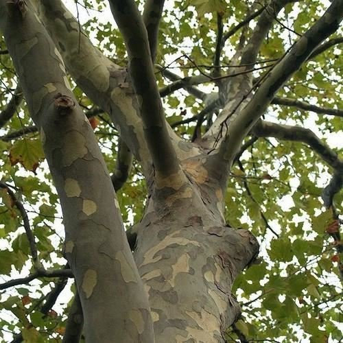 50 Semi di Londra Platano (Platanus acerifolia)
