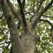 50 Semi di Londra Platano (Platanus acerifolia)