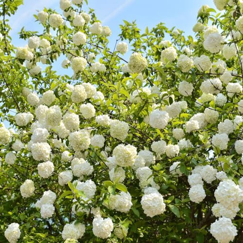 25 piezas semillas de bolas de nieve Las plantas en macetas son resistentes hortensia bola de nieve semillas de flores silvestres perenne resistente plantas en maceta resistentes