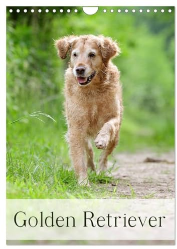 Golden Retriever (Wandkalender 2026 DIN A4 hoch), CALVENDO Monatskalender (CALVENDO Tiere)