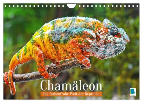 Chamäleon: Die farbenfrohe Welt der Reptilien (Wandkalender 2026 DIN A4 quer), CALVENDO Monatskalender