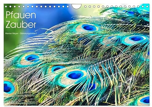 Pfauen Zauber (Wandkalender 2026 DIN A4 quer), CALVENDO Monatskalender: Der Zauber der Pfaue zeigt sich in seiner ganzen Pracht (CALVENDO Tiere)