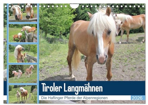 Tiroler Langmähnen (Wandkalender 2026 DIN A4 quer), CALVENDO Monatskalender: Haflinger - die Pferde der Alpen (CALVENDO Tiere)