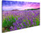 islandburner Bild auf Leinwand Sonnenuntergang Über Einem Lavendelfeld Tihany Ungarn Bilder Wandbilder Poster