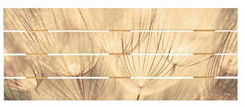 Bilderwelten Holzbild Pusteblumen Nahaufnahme in wohnlicher Sepia Tönung Quer 48cm x 120cm