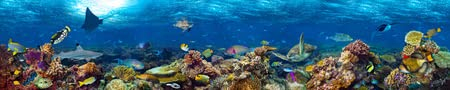 adrium Acryl-Bild 150 x 30 cm: Unterwasser-Korallenrifflandschaft superbreiter Bannerhintergrund im tiefblauen Ozean mit bunten Fischen und Meereslebewesen(73528360)