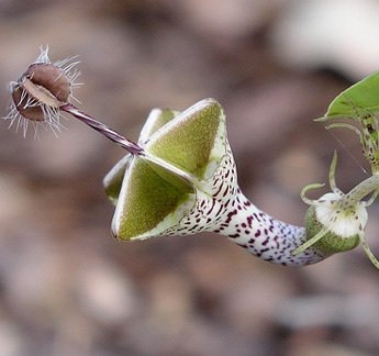 Ceropegia woodii Semi 100PCS Fiori Semi World's Rare Flower Garden Casa Parachute Ceropegia haygarthii VAR. distincta