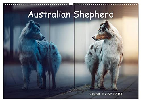 Australian Shepherd - Vielfalt in einer Rasse (Wandkalender 2026 DIN A2 quer), CALVENDO Monatskalender: Australian Shepherds in Ihrer ganzen Vielfalt (CALVENDO Tiere)