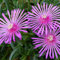 6 x Stauden Mittagsblume - Delosperma Cooperi Topf 9x9cm: Leuchtend rosa Blüten, wärmeliebend, perfekt für Trockenmauern und sonnige Beete.