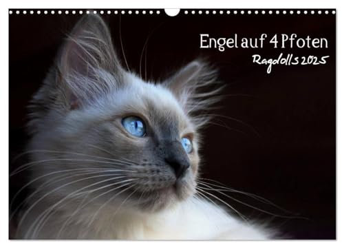 Engel auf 4 Pfoten - Ragdolls 2025 (Wandkalender 2025 DIN A3 quer), CALVENDO Monatskalender