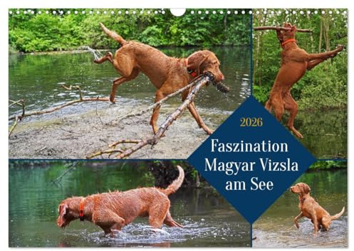 Faszination Magyar Vizsla am See (Wandkalender 2026 DIN A3 quer), CALVENDO Monatskalender: 14 Monate alter Magyar Vizsla Drahthaar beim Spielen am und im Wasser (CALVENDO Tiere)