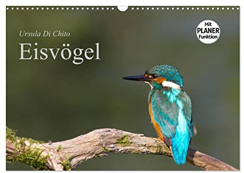 Eisvögel (Wandkalender 2026 DIN A3 quer), CALVENDO Monatskalender: Ein Planer mit schönen Aufnahmen von Eisvögeln (CALVENDO Tiere)