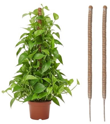 Wigearss 2 Pezzi Bastone di Muschio, Palo Cocco Piante Sostegno Piante Supporti, Pieghevoli Fibra di Cocco, Tutore Muschiato per Monstera Rampicanti, 100cm