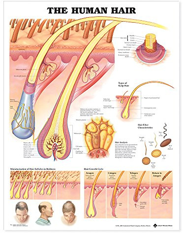 The Human Hair Anatomical Chart