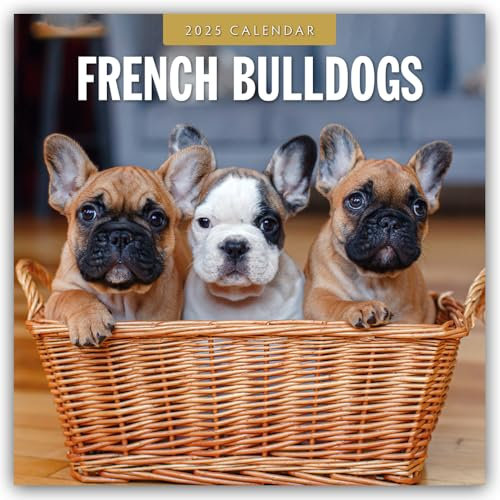 French Bulldogs – Französische Bulldoggen 2025 – 16-Monatskalender: Original Red Robin Publishing Ltd-Kalender [Mehrsprachig] [Kalender] (Wall-Kalender)
