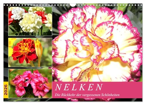 Nelken. Die Rückkehr der vergessenen Schönheiten (Wandkalender 2026 DIN A3 quer), CALVENDO Monatskalender: Nelken duften herrlich und sie blühen üppig und farbenfroh. (CALVENDO Natur)