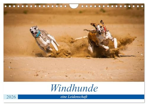 Windhunde - eine Leidenschaft (Wandkalender 2026 DIN A4 quer), CALVENDO Monatskalender: Es gibt viele verschiedene Windhundarten (CALVENDO Tiere)