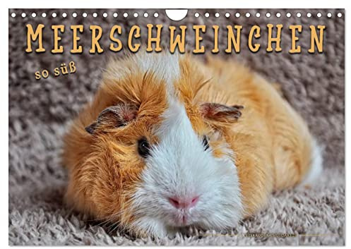 Meerschweinchen - so süß (Wandkalender 2026 DIN A4 quer), CALVENDO Monatskalender: Eindrucksvolle Bilder der niedlichen Nager. (CALVENDO Tiere)