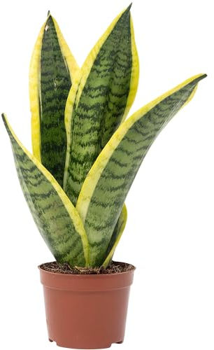 Sansevière - plante d'intérieur facile d'entretien, Sansevieria trifasciata 'Superba' - hauteur env. 30 cm, pot-Ø 9 cm