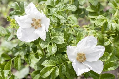 Kartoffelrose Rosa rugosa Alba 40-60 cm Heckenpflanze winterhart | Duftende weiße Blüten, Bienenweide, robust, schnittverträglich, sonniger Standort, ideal als Sichtschutz und Hecke