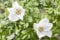 Rosa rugosa 'Alba' 40-60 cm - Kartoffelrose, weiße Blüten, Blütezeit Juni-August, duftend, ideal für Hecken, pflegeleicht und winterhart