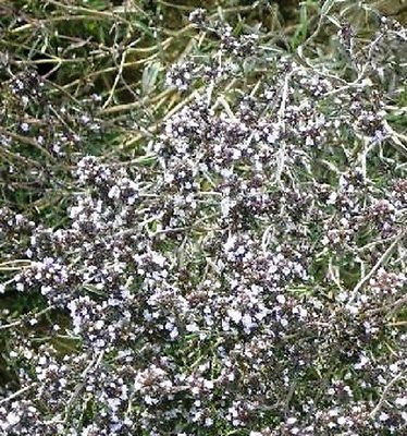 500 semi santoreggia d'erboristeria
