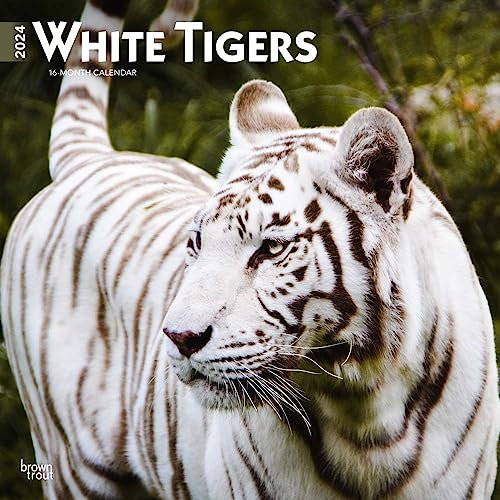 White Tigers 2024 Square