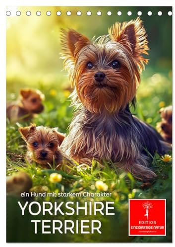 Yorkshire Terrier - ein Hund mit starkem Charakter (Tischkalender 2025 DIN A5 hoch), CALVENDO Monatskalender: Kleiner Hund – aber oho, quirlig und wachsam (CALVENDO Tiere)