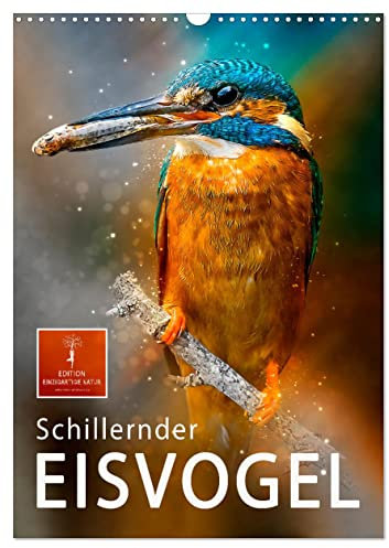 Schillernder Eisvogel (Wandkalender 2025 DIN A3 hoch), CALVENDO Monatskalender: Eindrucksvolle Bilder der bunten Vögel. (CALVENDO Tiere)