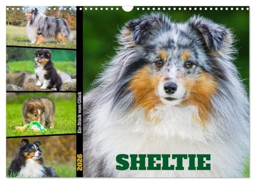 Sheltie - Ein Stück vom Glück (Wandkalender 2026 DIN A3 quer), CALVENDO Monatskalender: In 13 wunderschönen Fotos stellt die Tierfotografin Sigrid ... liebenswerte Hunderasse vor. (CALVENDO Tiere)