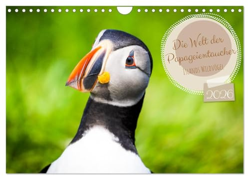 Die Welt der Papageientaucher - Islands Wildvögel (Wandkalender 2026 DIN A4 quer), CALVENDO Monatskalender: Papageientaucher: Die beliebten Seevögel Islands (CALVENDO Tiere)